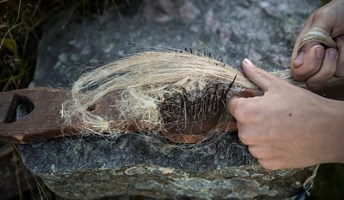 Bild för Programdag om lin