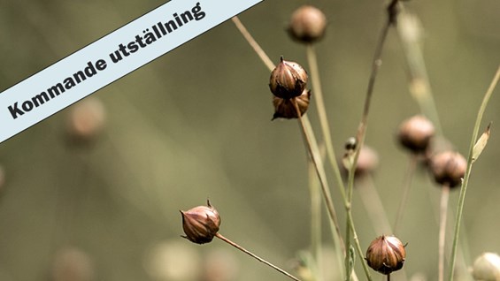 Bild på Lin för livet