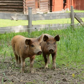 Två halvstora brun- och svartspräckliga griskultingar i en hage.