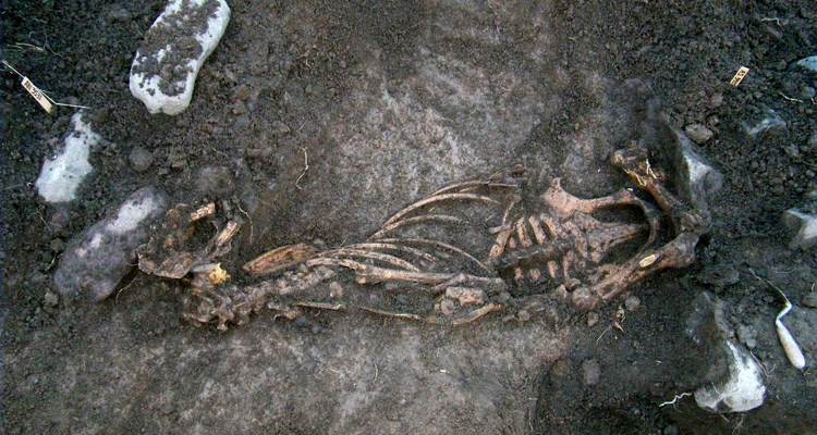 Ett skelett efter en häst som var nedgrävd i ett vikingatida hus.